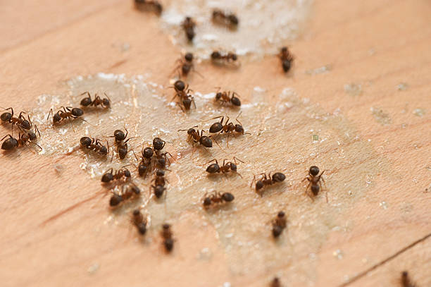 Best Insect Control  in Saratoga Springs, NY